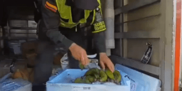 Entre plátanos y pescados encontraron marihuana y base de coca