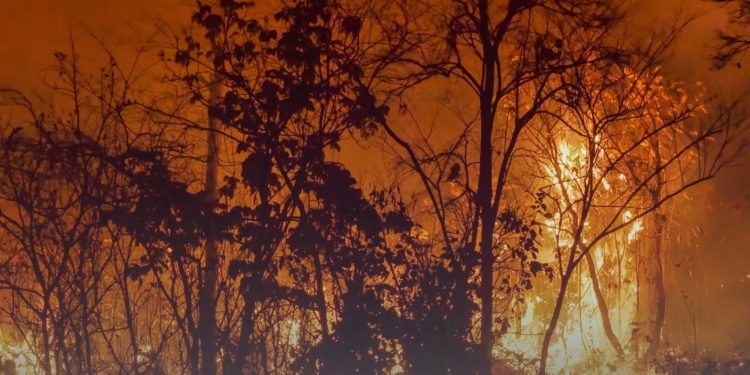 Fenómeno del Niño: Atención de las autoridades a incendios forestales, en la lupa de la Procuraduría