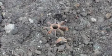 Tragedia en Cauca: Seis indígenas, tres menores, heridos en campo minado