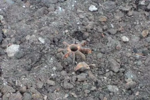 Tragedia en Cauca: Seis indígenas, tres menores, heridos en campo minado