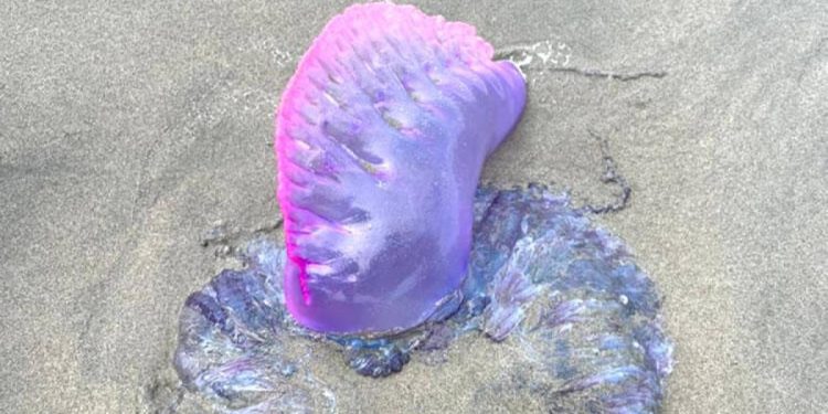 Alerta en playas de Santa Verónica por presencia de fragatas portuguesas