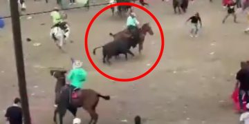 Indignación por video de toro corneando un caballo en corralejas: animal habría muerto