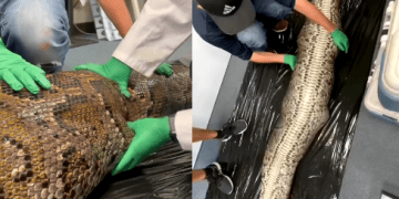 La enorme serpiente que traga caimanes en La Florida