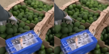 Incautan 1,7 toneladas de cocaína escondida en cargamento de aguacates en Santa Marta