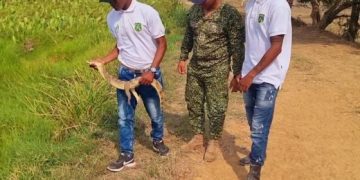 Armada de Colombia recupera y libera 66 especies de fauna silvestre