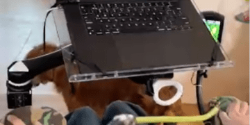 Primer humano en recibir chip Neuralink: Mueve con la mente el cursor de computador para jugar partida de ajedrez