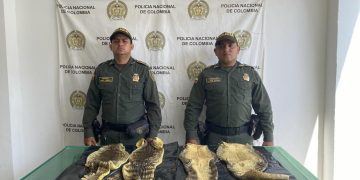 Incautan 213 kilogramos de pescado por no cumplir con la talla mínima de comercialización en el Atlántico