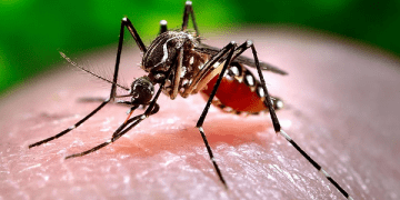 Valledupar registra tres muertes asociadas al dengue: una de las víctimas es un músico vallenato