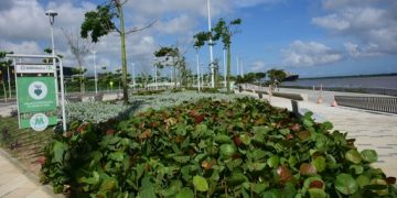 Barranquilla, ciudad árbol del mundo por quinto año consecutivo