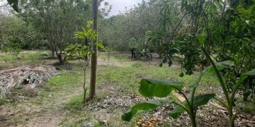 Hombre fue encontrado ahorcado en la verede El Carmen, Malambo