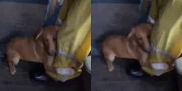 Perrito rescatado se aferra a la pierna de su dueño tras inundaciones en el sur de Brasil