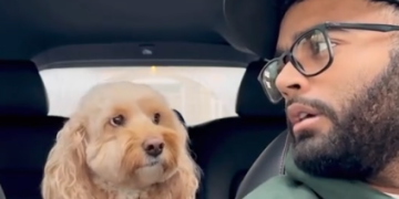 Perrita se hace viral por hacer sumas y restas