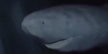 Captan en video a tiburón de más de 300 años