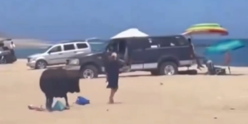 Video | Toro atacó a bañistas en una playa de México