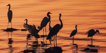 Barranquilla se une al conteo mundial de aves más importante del año y se consolida como destino para el aviturismo en Colombia 