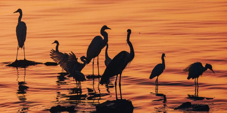 Barranquilla se une al conteo mundial de aves más importante del año y se consolida como destino para el aviturismo en Colombia 