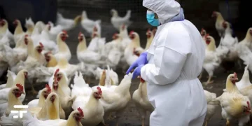 Gripe Aviar H5N2: OMS reporta primer muerte humana en México