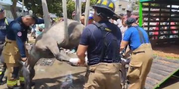Capturada una mujer por maltrato animal en el barrio Las Palmas