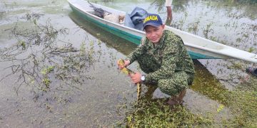 Armada y Carsucre liberaron 750 babillas, en Magangué