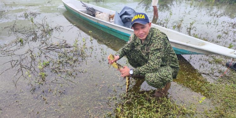 Armada y Carsucre liberaron 750 babillas, en Magangué