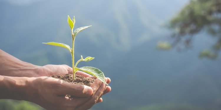 El auge de las habilidades verdes: la clave para un futuro sostenible
