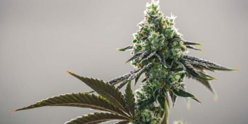 EE.UU. registra por primera vez más consumidores diarios de cannabis que de alcohol
