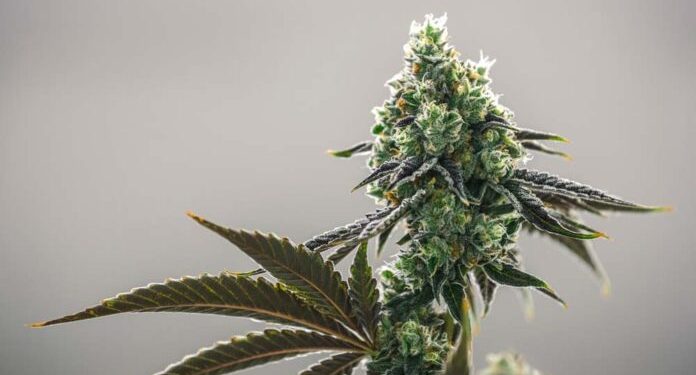 EE.UU. registra por primera vez más consumidores diarios de cannabis que de alcohol