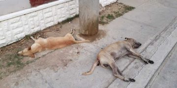 Maltrato animal: denuncian que estarían disparando con arma traumática a perros callejeros en Barranquilla