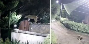 Leona entró a una casa y se llevó a un perrito rottweiler