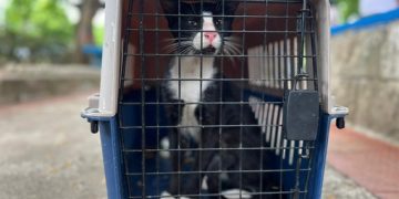 En el parque Almendra, programa de Bienestar Animal del Distrito busca sensibilizar y controlar abandono de mascotas