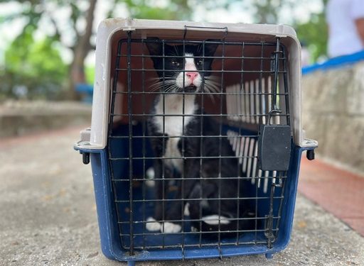 En el parque Almendra, programa de Bienestar Animal del Distrito busca sensibilizar y controlar abandono de mascotas