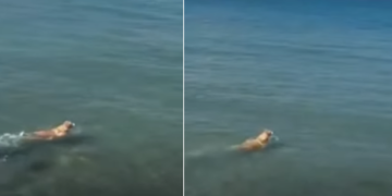 Video | Valiente perrito persigue a un tiburón mientras sus dueños gritan desesperados