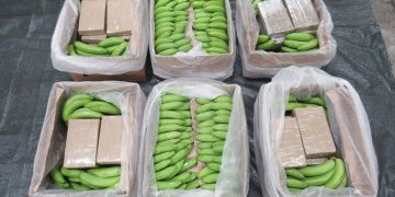Incautan cargamento de cocaína en el puerto de Santa Marta: estaba escondida entre bananos