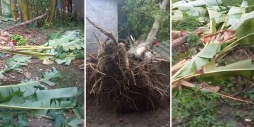 Vendaval devasta cultivos de plátano en la zona rural de Sabanalarga