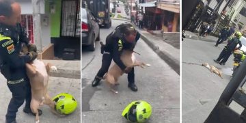 Policía dispara a perro pitbull tras atacarlo cuando atendía un llamado de riña en Manizales