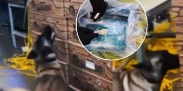 Gran Incautación de cocaína en el Puerto de Santa Marta: 335 kilos camuflados entre bananos