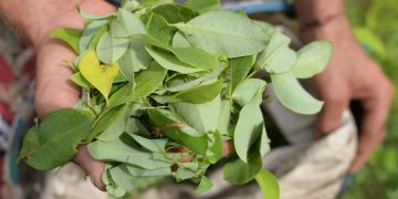 Análisis de la propuesta de compra de hoja de coca en Colombia: oportunidades y desafíos