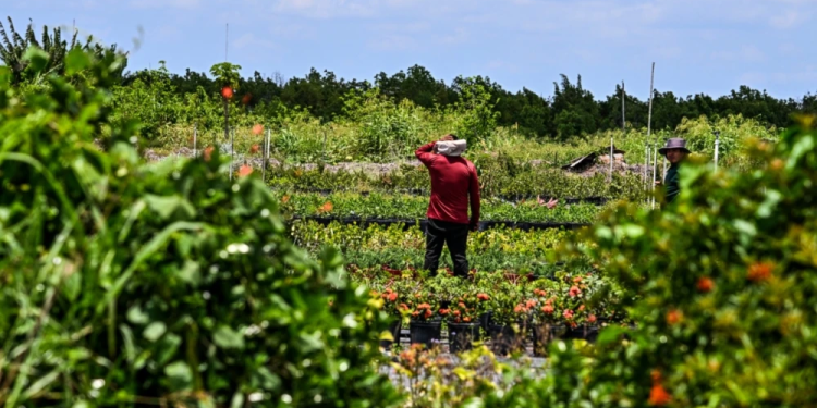JEP ordena proteger los derechos de los campesinos víctimas en el Urabá antioqueño