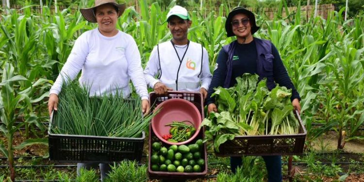 GenerActor en la COP16: Primera cosecha en el Parque Productivo Huerta Comunitaria Las Gardenias
