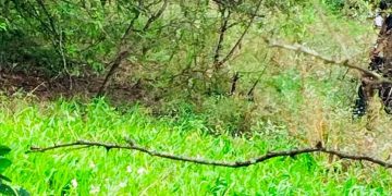 Hallan cuerpo desmembrado en la entrada de Candelaria