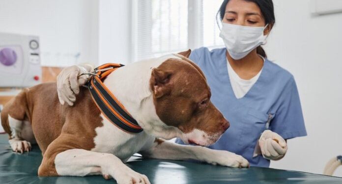 Diabetes en animales de compañía: Signos, riesgos y la importancia de la detección temprana