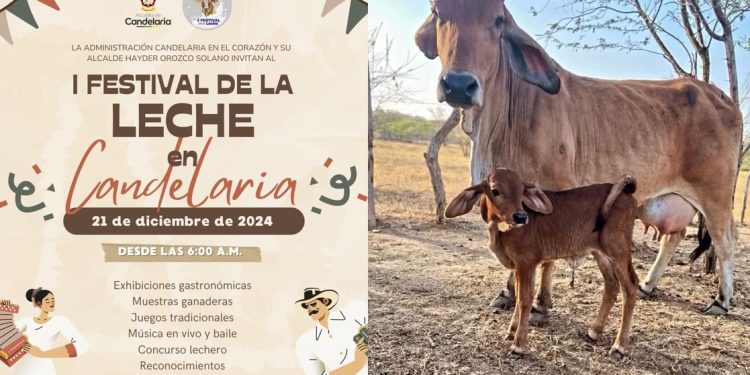 La pureza de la Navidad presente en el I Festival de la Leche en Candelaria