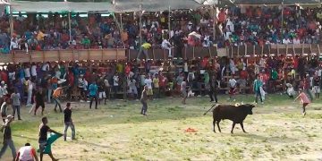 Gobernación de Antioquia pide a Caucasia y municipios que hacen corralejas respetar la ley