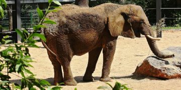 Murió Yoyo, la elefanta más longeva del mundo