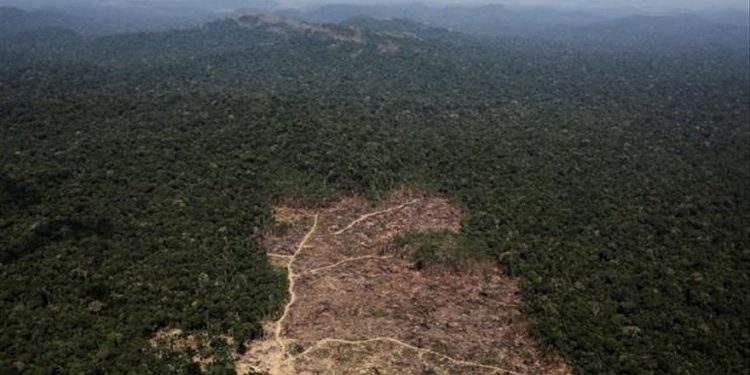 Procuradora alerta incremento del 223% en la deforestación de la Amazonía y su vinculación con grupos ilegales
