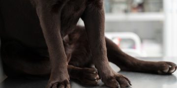 Procuraduría solicita explicación al Instituto de Protección Animal sobre el caso de ‘Cosmo’, el perro que recibió eutanasia sin la autorización de su dueño