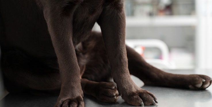 Procuraduría solicita explicación al Instituto de Protección Animal sobre el caso de ‘Cosmo’, el perro que recibió eutanasia sin la autorización de su dueño