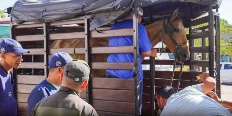 Autoridad incauta un vehículo de tracción animal en Barranquilla