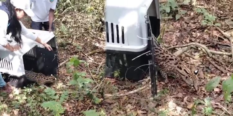 Liberados 31 animales silvestres que estaban en peligro, en Bolívar
