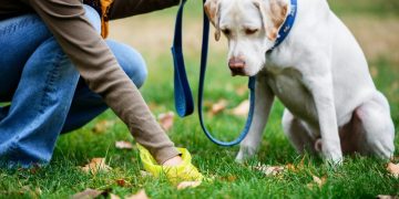 Multa superior a $700.000 para dueños de perros en conjuntos residenciales por nueva normativa